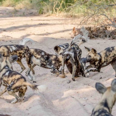 A lively pack of African wild dogs with mottled black, brown, and white fur play and interact energetically on a sandy path surrounded by sparse vegetation.