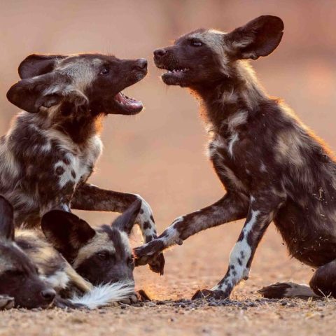Four African wild dogs interact playfully on the ground; two face each other with mouths open as if play-fighting, while the other two lie close together, partially visible in the dry, sunlit environment.