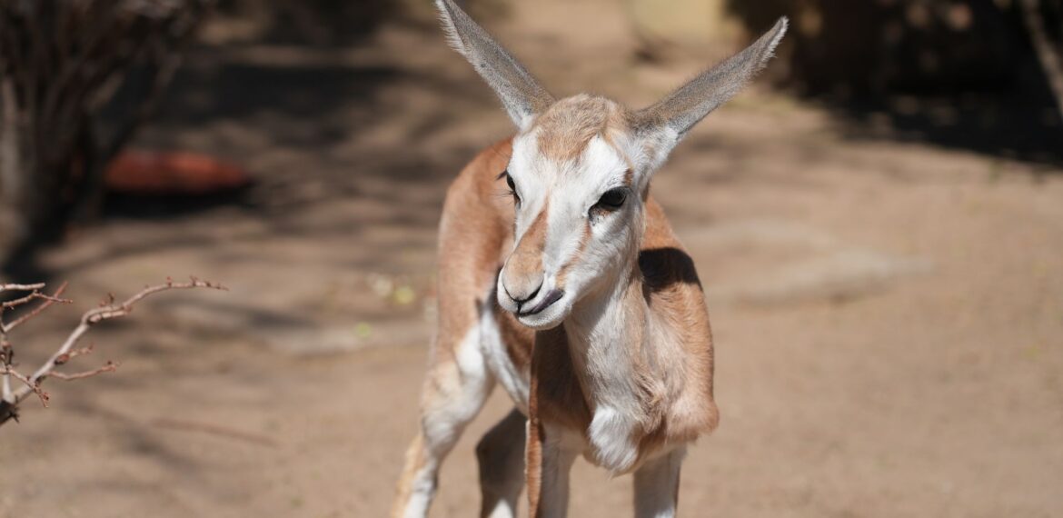 A young gazelle stands on sandy ground in bright sunlight, looking toward the camera with large ears pointed upward. Sparse vegetation and blurred branches are visible in the background.