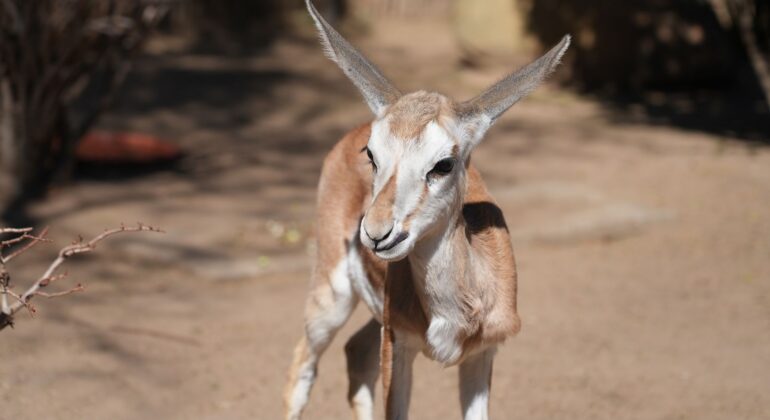 A young gazelle stands on sandy ground in bright sunlight, looking toward the camera with large ears pointed upward. Sparse vegetation and blurred branches are visible in the background.