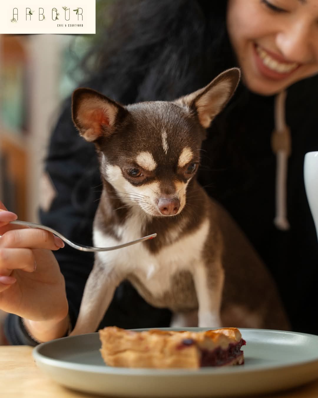 A small brown and white chihuahua sits on a table beside a smiling person, intently eyeing a slice of pie as someone holds a fork near the dessert. The café logo Arbour appears in the corner, highlighting this cozy dog friendly spot.