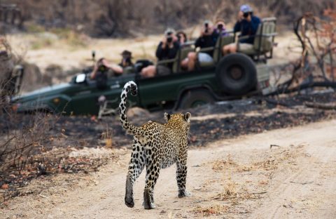 A leopard walks along a dirt path in a dry, grassy area while a group of Matric students in a green safari vehicle watch and take photos in the background.