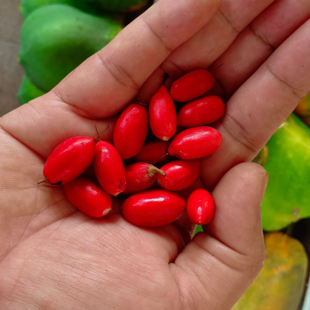 A hand holding several small, oval-shaped, bright red berries—like a fresh find at a hot 1027 breakfast. Some green and yellow fruits are blurred in the background.